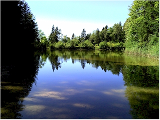 Small lake in a forest