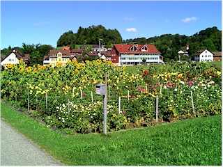 Flowers in a garden