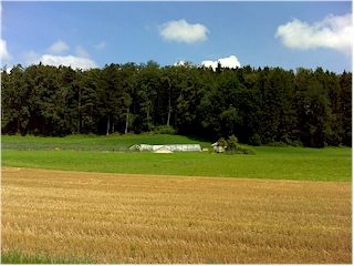 Field and forest