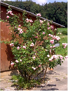 Shrub
