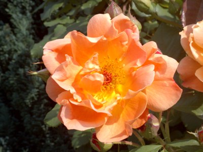 Yellow Rose