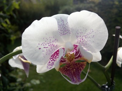 White Orchidee