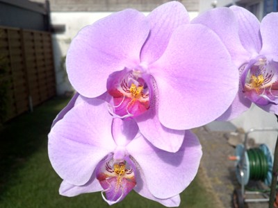 Purple Orchidee