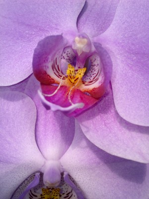 Blossom (detail)