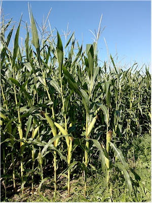 Cornfield