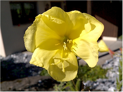 Yellow flower
