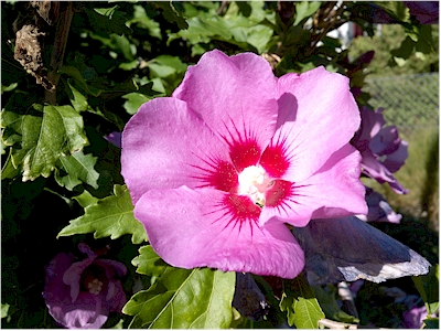 Violet flower